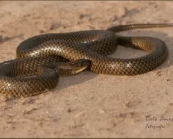 Liophis miliaris semiaureus