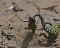 	 liolaemus melanops
