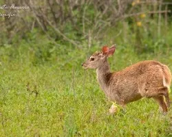 Mazama gouazoupira