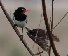 Alectrurus risora