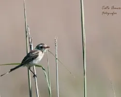 Alectrurus risora