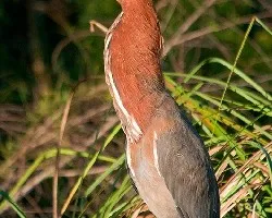 Tigrisoma lineatum