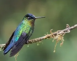 Panterpe insignis