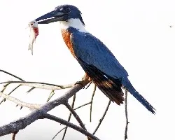 Megaceryle torquata