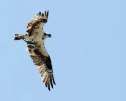 Pandion haliaetus