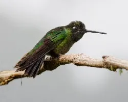 Eugenes fulgens