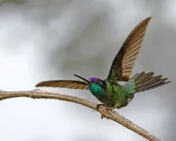 Eugenes fulgens