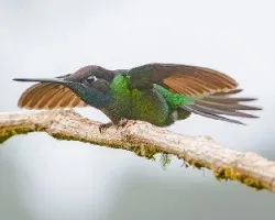 Eugenes fulgens