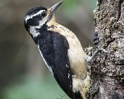 Picoides villosus
