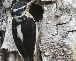Picoides villosus