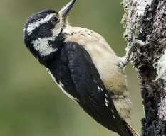 Picoides villosus