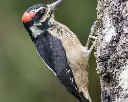 Picoides villosus