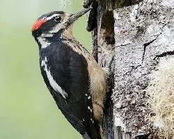 Picoides villosus