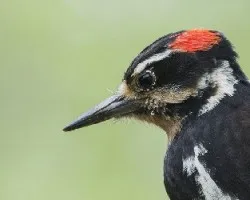 Picoides villosus