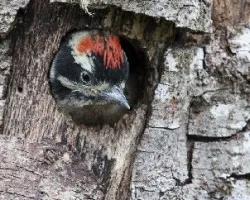 Picoides villosus