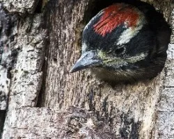 Picoides villosus