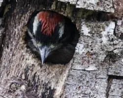 Picoides villosus