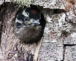 Picoides villosus