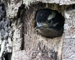 Picoides villosus