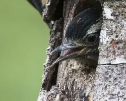 Picoides villosus