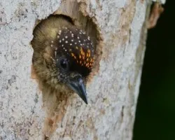 Picumnus olivaceus
