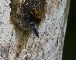 Picumnus olivaceus