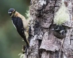 Picoides villosus