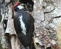 Picoides villosus