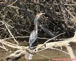 Aves comiendo