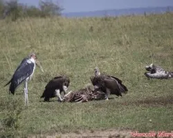 Buitres y marabú