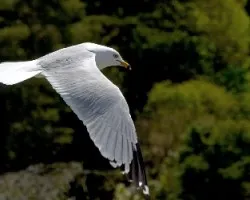 Larus delawarensis