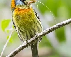 Eubucco bourcierii