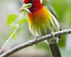 Eubucco bourcierii