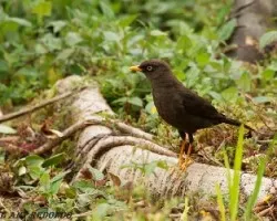 Turdus nigrescens