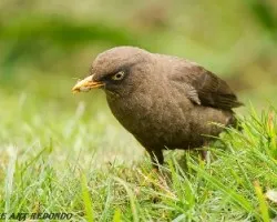 Turdus nigrescens