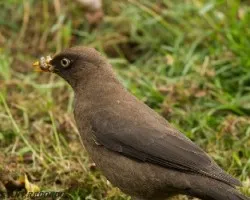 Turdus nigrescens