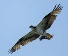 Pandion haliaetus