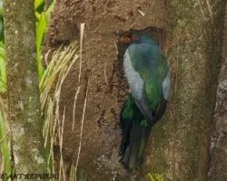 Trogon massena