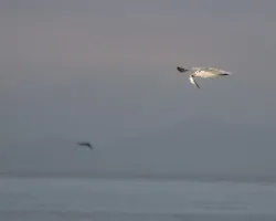 Gaviota