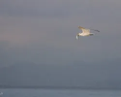 Gaviota 