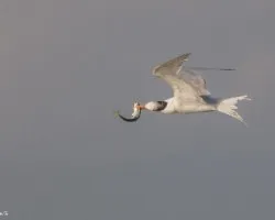 Gaviota 