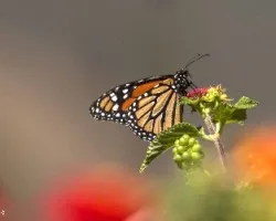 Danaus plexippus