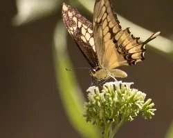 Mariposas 