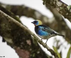 Tangara larvata