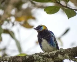 Tangara larvata