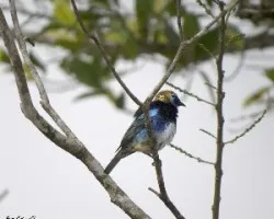 Tangara larvata