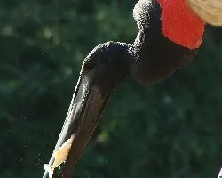 Jabiru mycteria