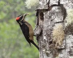 Picoides villosus