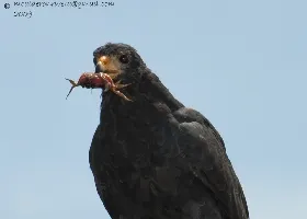 Buteogallus subtilis
