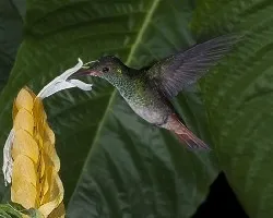 Amazilia tzacatl